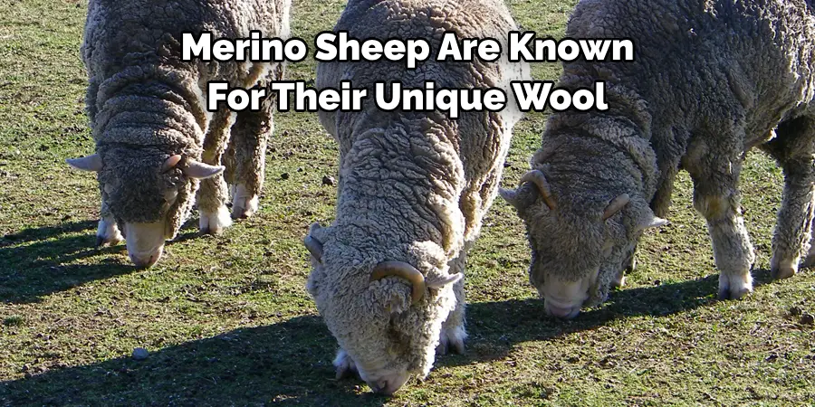 Merino Sheep Are Known 
For Their Unique Wool