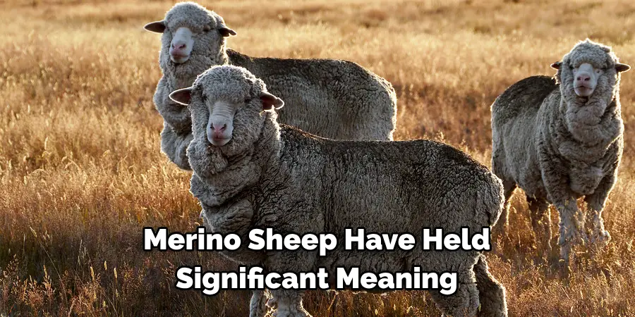 Merino Sheep Have Held
Significant Meaning