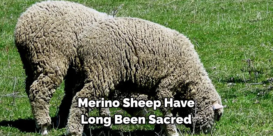Merino Sheep Have 
Long Been Sacred 
