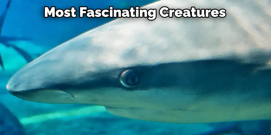 Most Fascinating Creatures
