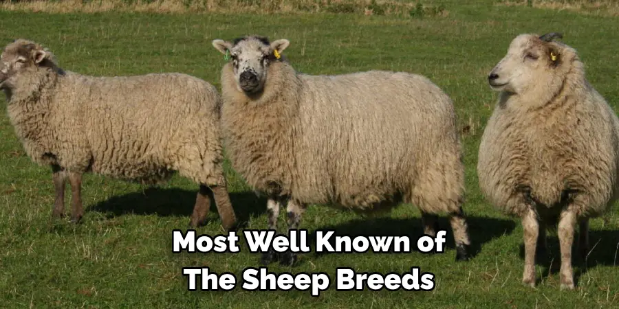 Most Well Known of 
The Sheep Breeds