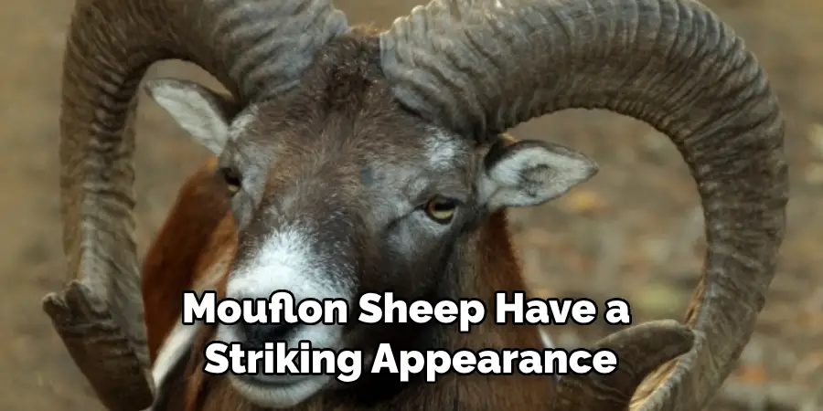 Mouflon Sheep Have a 
Striking Appearance