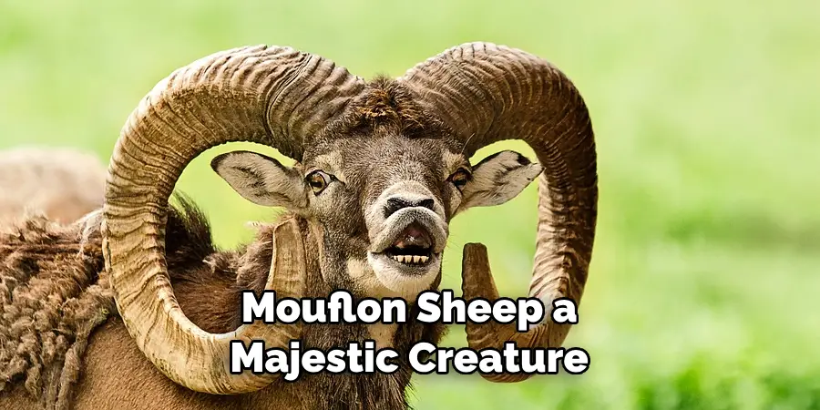 Mouflon Sheep a Majestic Creature