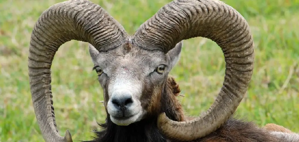 Mouflon Spiritual Meaning