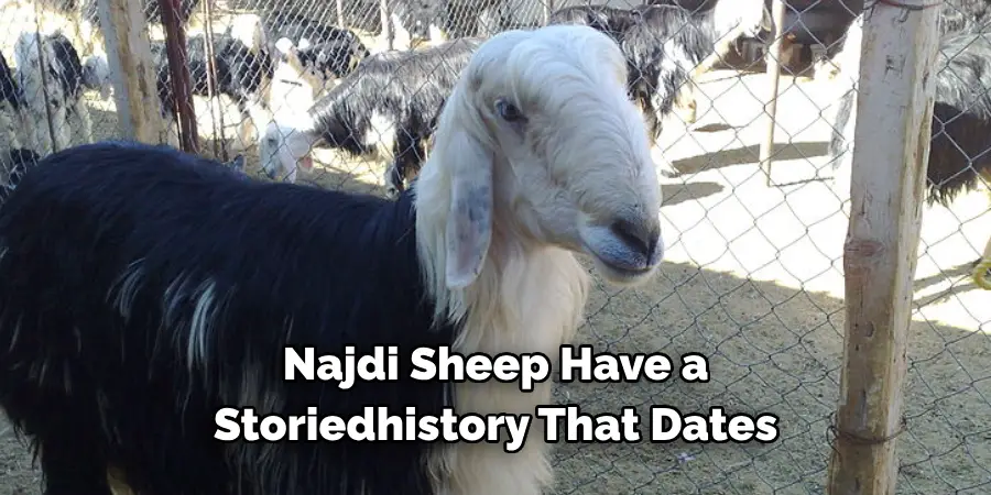 Najdi Sheep Have a 
Storiedhistory That Dates