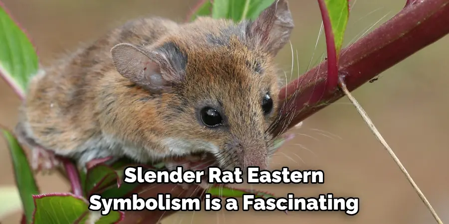 Slender Rat Eastern 
Symbolism is a Fascinating