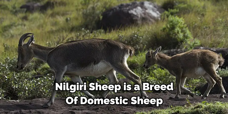 Nilgiri Sheep is a Breed 
Of Domestic Sheep