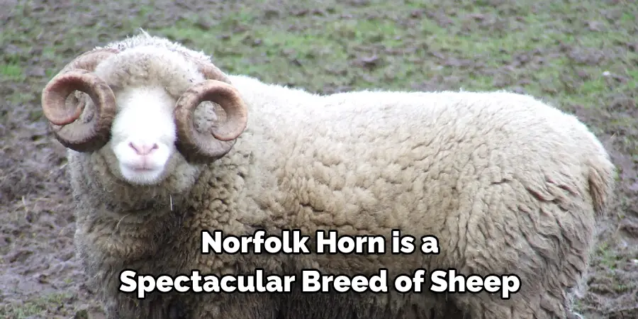 Norfolk Horn is a Spectacular
Breed of Sheep