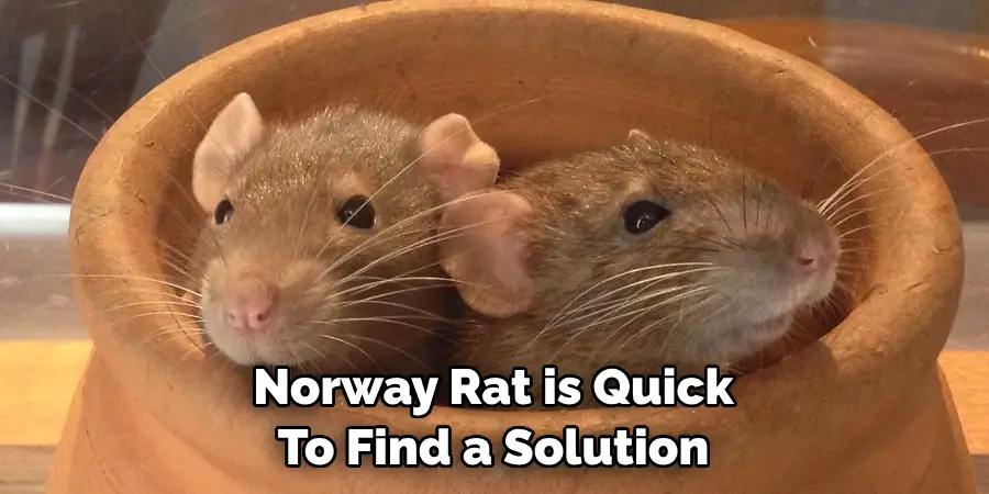 Norway Rat is Quick 
To Find a Solution