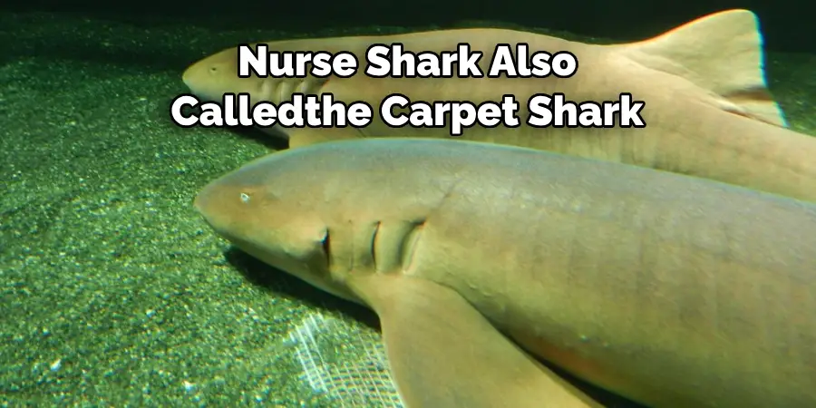 Nurse Shark Also 
Calledthe Carpet Shark