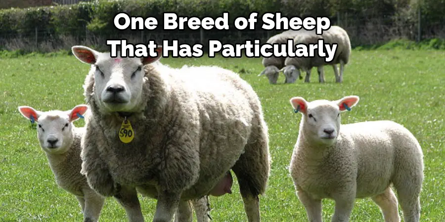 One Breed of Sheep 
That Has Particularly