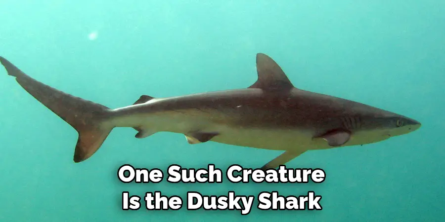 One Such Creature 
Is the Dusky Shark