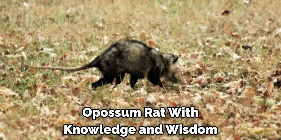 Opossum Rat With 
Knowledge and Wisdom