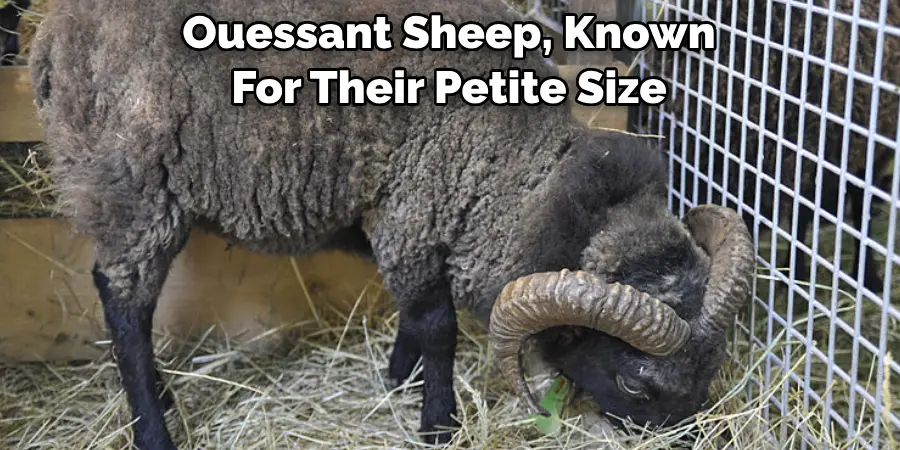 Ouessant Sheep, Known 
For Their Petite Size