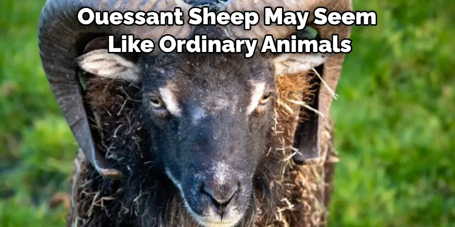 Ouessant Sheep May Seem
 Like Ordinary Animals 