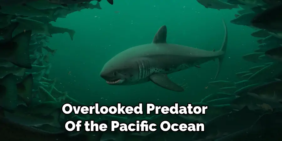 Overlooked Predator 
Of the Pacific Ocean