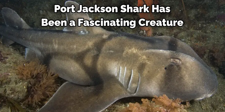 Port Jackson Shark Has 
Been a Fascinating Creature