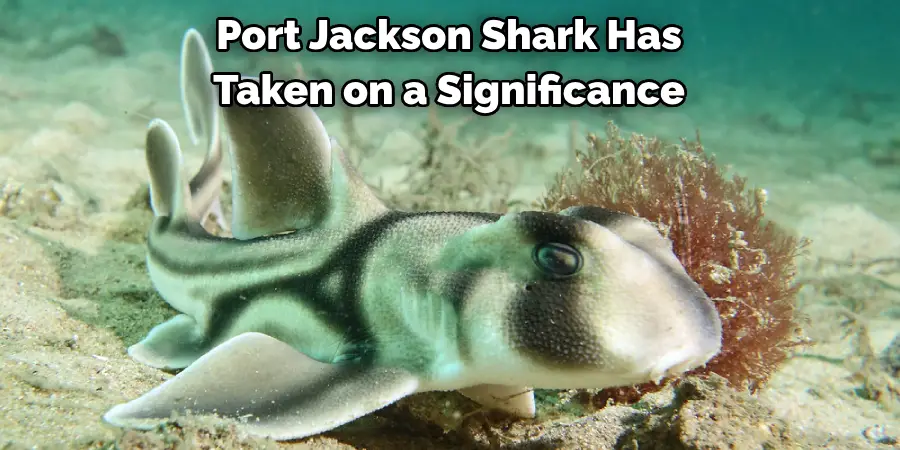 Port Jackson shark has taken on a significance