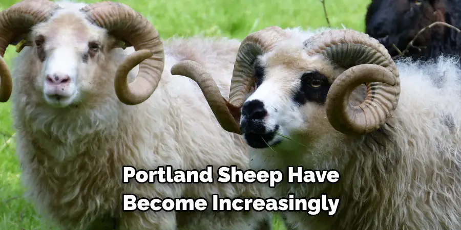 Portland Sheep Have 
Become Increasingly