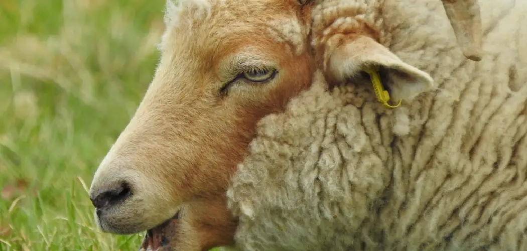 Portland Sheep Spiritual Meaning