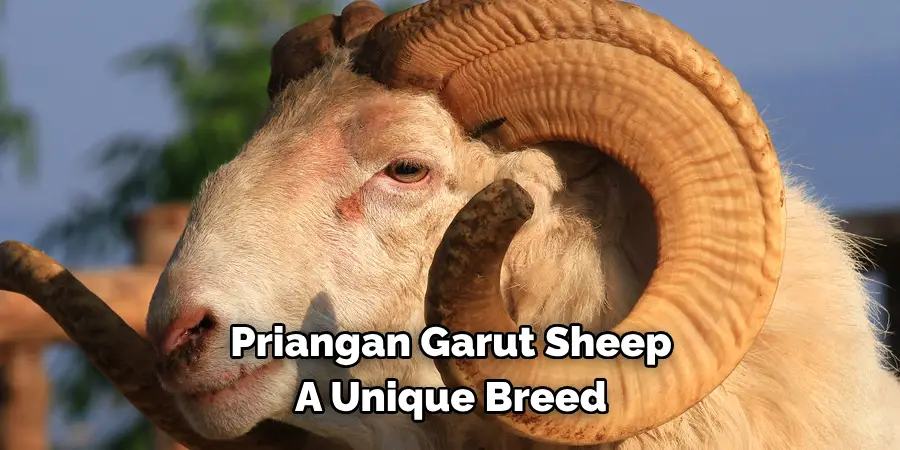 Priangan Garut Sheep 
A Unique Breed