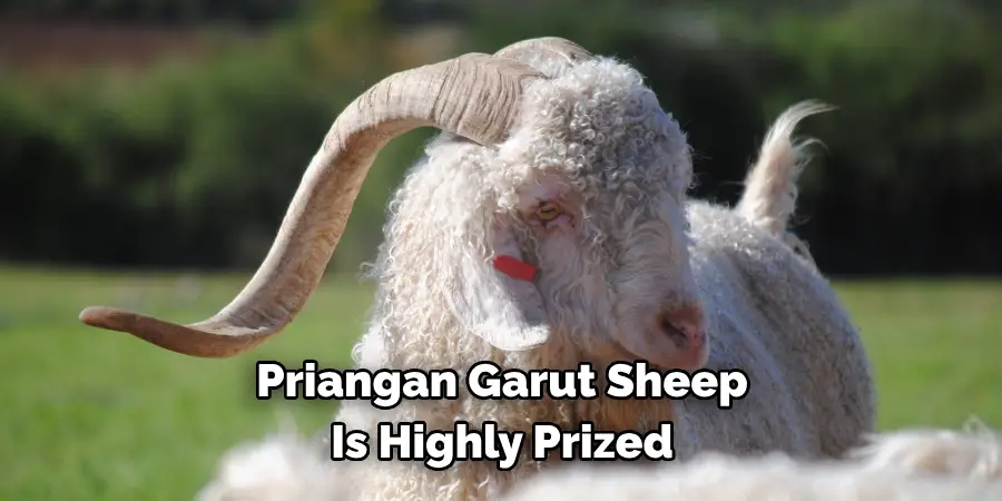 Priangan Garut Sheep 
Is Highly Prized 