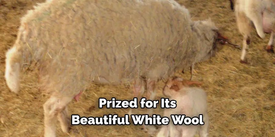 Prized for Its
Beautiful White Wool