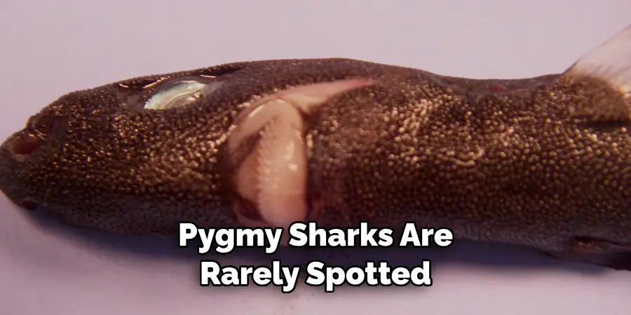 Pygmy Sharks Are Rarely Spotted