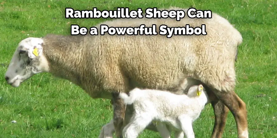 Rambouillet Sheep Can 
Be a Powerful Symbol 