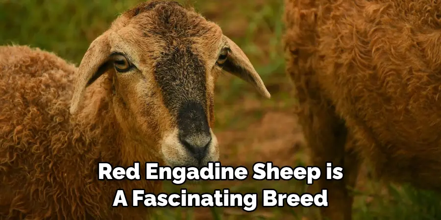 Red Engadine Sheep is 
A Fascinating Breed