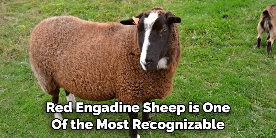 Red Engadine Sheep is One 
Of the Most Recognizable
