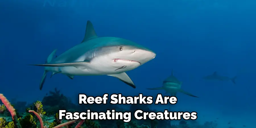Reef Sharks Are
Fascinating Creatures