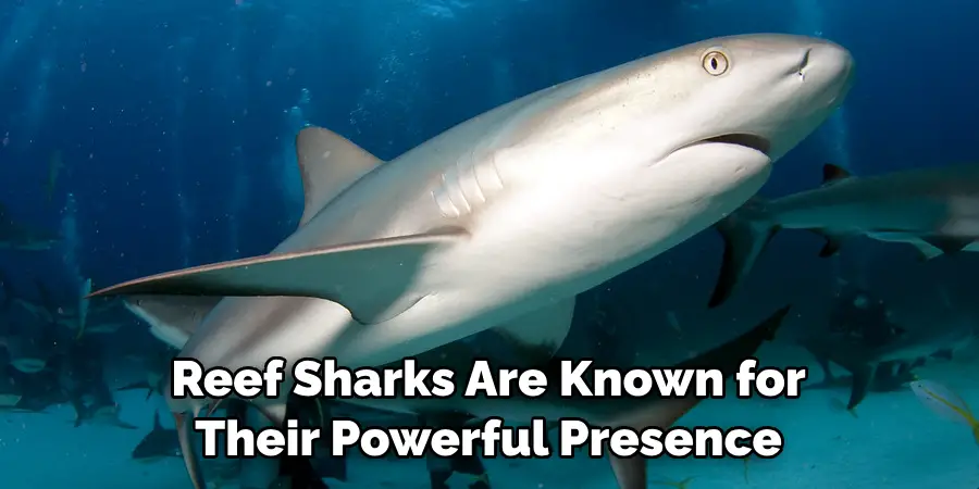 Reef Sharks Are Known for 
Their Powerful Presence