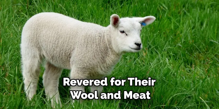 Revered for Their Wool and Meat