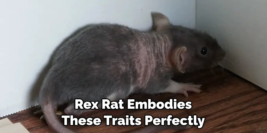 Rex Rat Embodies 
These Traits Perfectly