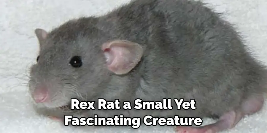 Rex Rat a Small Yet 
Fascinating Creature