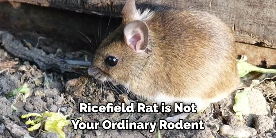 Ricefield Rat is Not 
Your Ordinary Rodent