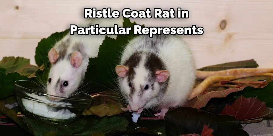 Ristle Coat Rat in 
Particular Represents