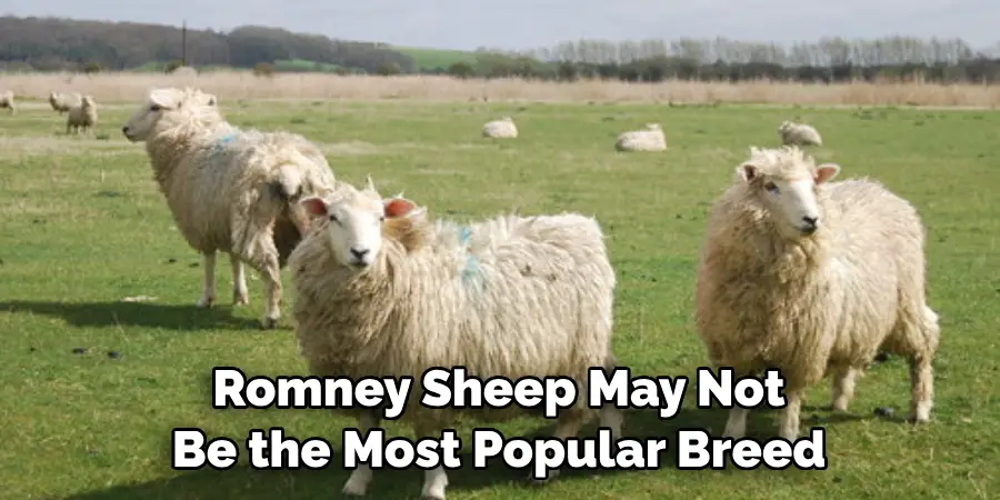Romney Sheep May Not Be the Most Popular Breed