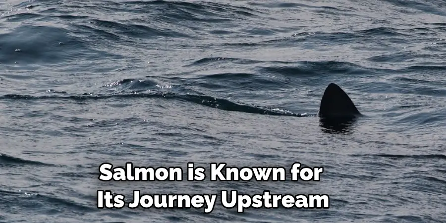 Salmon is Known for 
Its Journey Upstream