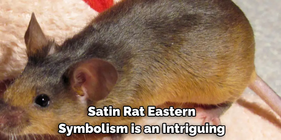 Satin Rat Eastern 
Symbolism is an Intriguing