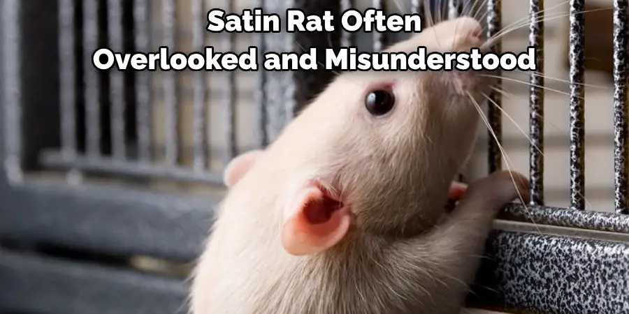 Satin Rat Often
Overlooked and Misunderstood