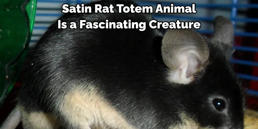 Satin Rat Totem Animal 
Is a Fascinating Creature