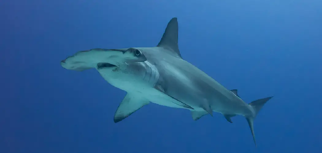 Scalloped Shark Spiritual Meaning