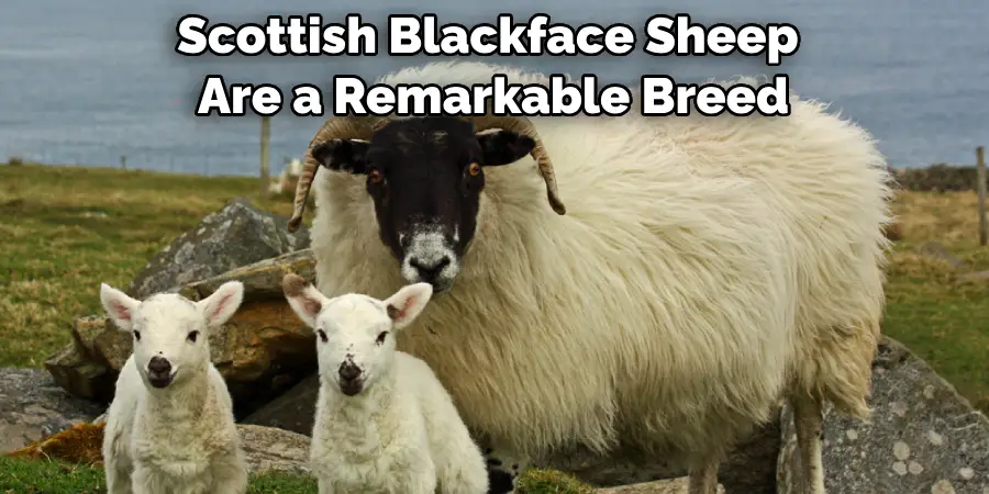 Scottish Blackface Sheep Are a Remarkable Breed