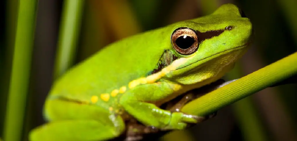 Sedge Frog Spiritual Meaning