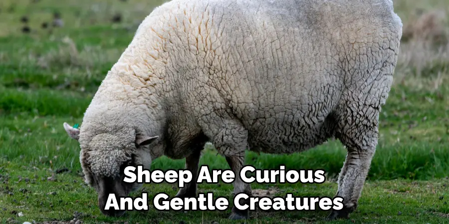 Sheep Are Curious 
And Gentle Creatures