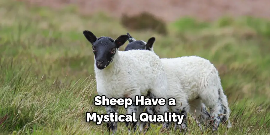 Sheep Have a Mystical Quality
