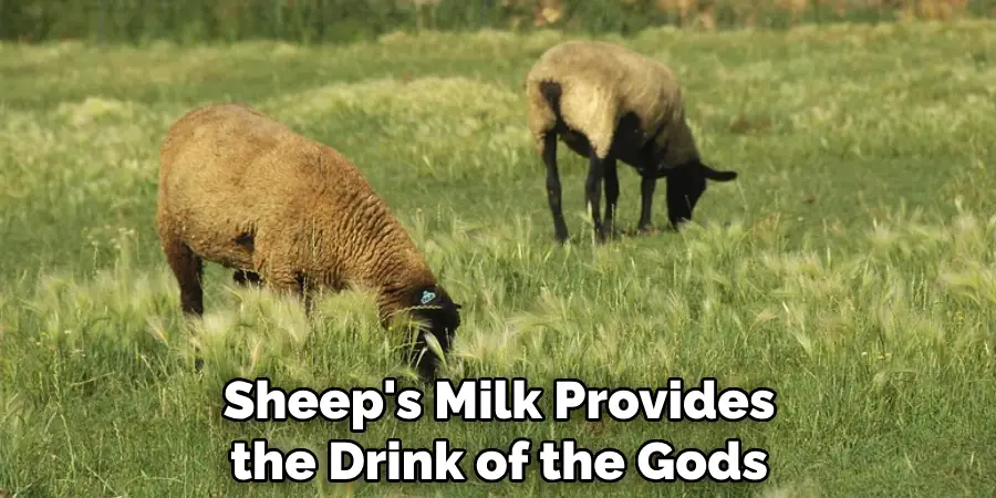 Sheep's Milk Provides the Drink of the Gods