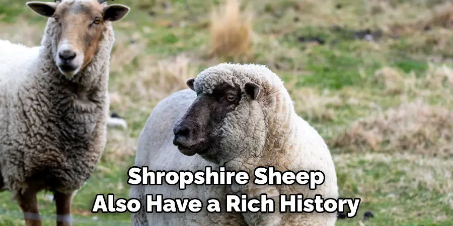 Shropshire Sheep 
Also Have a Rich History